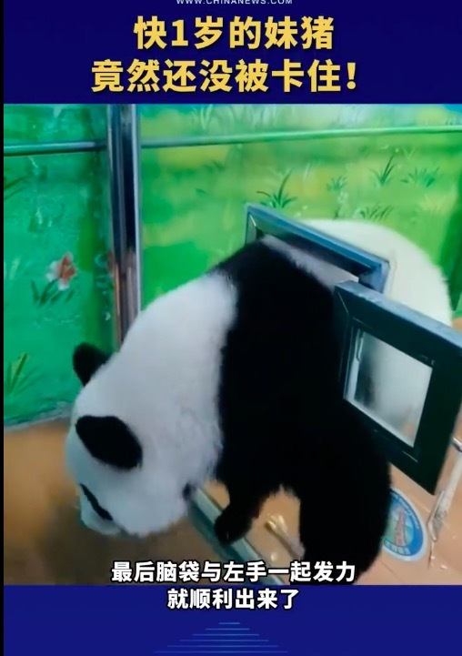 盈易点 快1岁的妹猪“翻窗越狱” 竟然还没被卡住